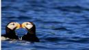 kissing : horned puffins